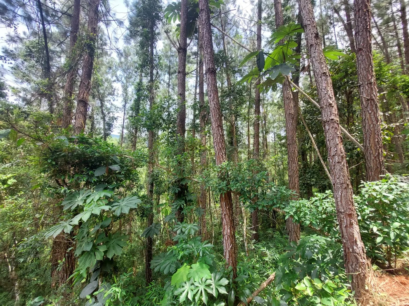Fazenda – 584,80 alq. – Fazenda Santo Agostinho – Igaratá/SP, foto 4