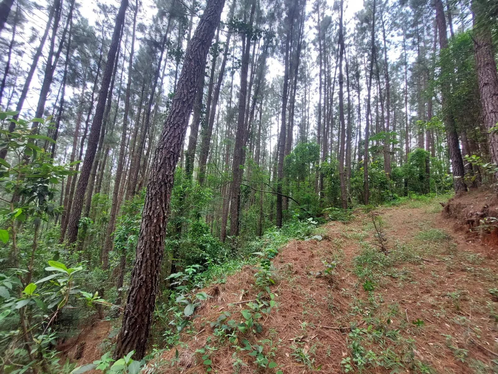 Fazenda – 584,80 alq. – Fazenda Santo Agostinho – Igaratá/SP, foto 5